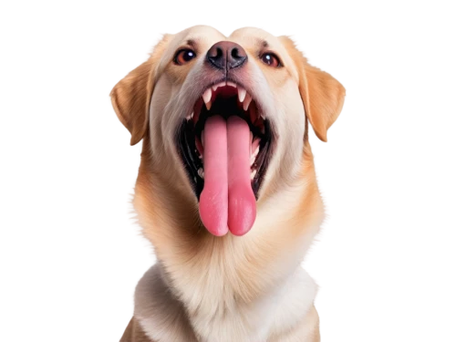 cheerful dog,dog photography,yawning,yawner,dogana,dog,blonde dog,yawney,dog illustration,licker,aaaaa,golden retriever,retriever,labrador retriever,yawng,labrador,tongue,golden retriver,canines,ein,Conceptual Art,Daily,Daily 23