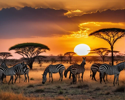 serengeti,africa,east africa,etosha,afrika,tsavo,giraffes,afrique,zambezian,plains zebra,africano,samburu,savane,conservancies,kenya africa,matabeleland,lodwar,namibia,manyara,tingatinga,Photography,General,Natural