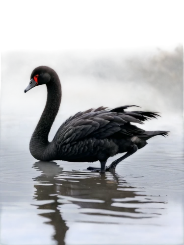 rallidae,white-naped crane,moorhen,saddle-billed stork,alcidae,sungrebe,pied-billed grebe,eastern crowned crane,flamininus,water fowl,nile goose,reiger,cracidae,black swan,swamphen,coastal bird,canada goose,landgrebe,canadian goose,red-crowned crane,Illustration,Japanese style,Japanese Style 18