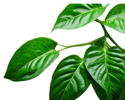 green wallpaper,leaf background,spring leaf background,philodendron,green plant,green background,tropical leaf,green leaf,patrol,green leaves,chlorophyll,aromatic plant,aaaa,mint leaf,bioplastics,phytotherapy,stevia,jungle leaf,walnut leaf,green,Art,Classical Oil Painting,Classical Oil Painting 28