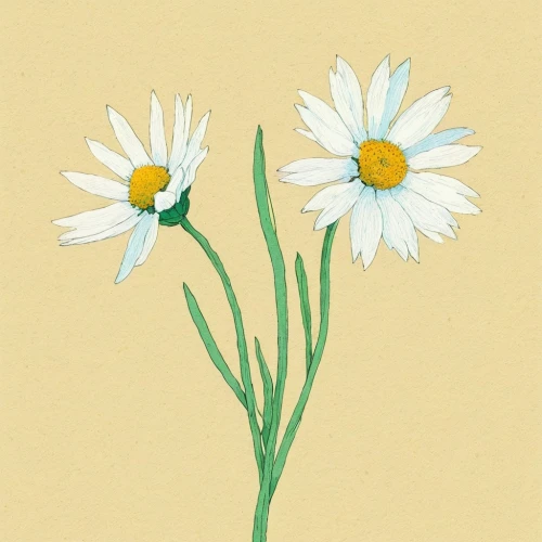 flower illustration,minimalist flowers,illustration of the flowers,marguerite daisy,daisy flowers,white daisies,common daisy,wood daisy background,oxeye daisy,daisies,daisy flower,flower drawing,flowers png,white cosmos,camomile flower,flower illustrative,margueritte,australian daisies,marguerite,leucanthemum,Illustration,Paper based,Paper Based 19