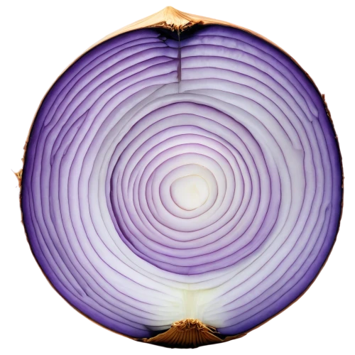 ornamental onion,persian onion,onion seed,red onion,onion,aubergine,onion bulbs,shallot,onion peels,eggplant,crown chakra,onions,stereographic,round frame,allium,karchner,spherical image,spiracle,toroidal,bulgarian onion,Conceptual Art,Daily,Daily 12