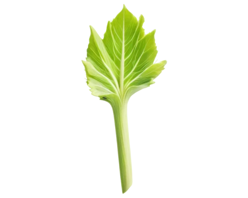 celery stalk,spring leaf background,celery plant,leaf background,green leaf,houseleek,cabbage leaves,shrub celery,leaf lettuce,bigleaf,asplenium,resprout,parsley leaves,leaf fern,leaf green,tropical leaf,fern leaf,endive,leafcutter,celery,Art,Artistic Painting,Artistic Painting 38