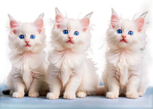 georgatos,kittens,blue eyes cat,catterns,cat pageant,snowcats,white cat,sphinxes,kits,vintage cats,dollfus,cat with blue eyes,kittenish,baby cats,doll cat,breed cat,cats angora,porcelain dolls,quadruplet,cat on a blue background,Art,Artistic Painting,Artistic Painting 42