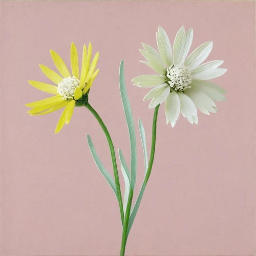 flowers png,minimalist flowers,zephyranthes,white cosmos,crepis,the white chrysanthemum,white chrysanthemum,flower illustrative,white daisies,pyrethrum,flower background,chrysanthemum background,korean chrysanthemum,marguerite daisy,leucanthemum,ikebana,tuberose,ornithogalum umbellatum,kahila garland-lily,linanthus,Photography,Fashion Photography,Fashion Photography 25