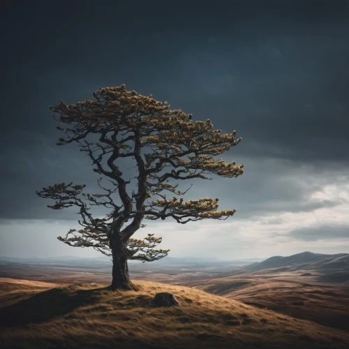 isolated tree,lone tree,bare tree,celtic tree,lonetree,dartmoor,wuthering,landscape photography,arbre,brown tree,yorkshire dales,tree thoughtless,rowan tree,moorland,a tree,old tree silhouette,the branches of the tree,larch tree,arboreal,argan tree,Photography,Documentary Photography,Documentary Photography 19
