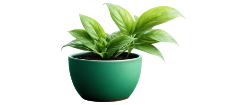 green plant,potted plant,dark green plant,hostplant,houseplant,fern plant,celery plant,money plant,resprout,small plant,container plant,green plants,pot plant,plantago,plant pot,plant,rank plant,lantern plant,potted palm,herbaceous plant,Illustration,Black and White,Black and White 18