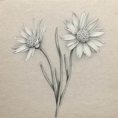 flower drawing,flower illustration,marguerite daisy,illustration of the flowers,minimalist flowers,daisy flowers,white daisies,common daisy,flower line art,oxeye daisy,daisy flower,cosmea,gerbera daisies,gerbera,twin flowers,marguerite,crown daisy,osteospermum,coneflowers,daisies,Illustration,Black and White,Black and White 30