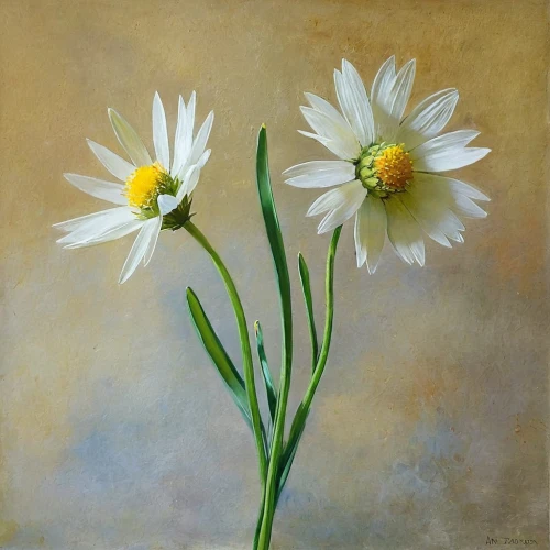 marguerite daisy,margueritte,white daisies,marguerite,white cosmos,australian daisies,daisy flowers,zephyranthes,shasta daisy,white chrysanthemums,oxeye daisy,daisies,flower painting,leucanthemum,the white chrysanthemum,margriet,barberton daisies,narciso,common daisy,daisy flower,Illustration,Paper based,Paper Based 11