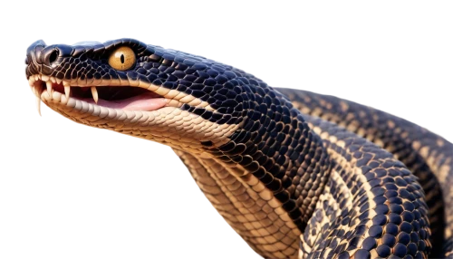 hypsilophodon,african house snake,boomslang,vipera,blue tongue lizard,blue tongue skink,hognose,rat snake,serpiente,everglades rat snake,garter snake,kingsnake,thamnophis,venomous snake,knake,grass snake,king cobra,varanus,goanna,repse,Illustration,American Style,American Style 15