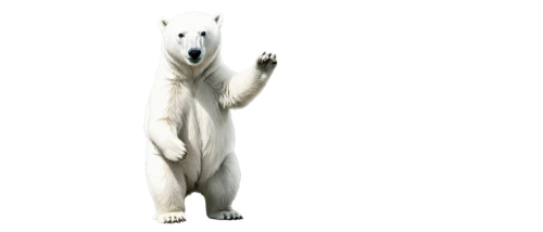 ermine,whitebear,white bear,ice bear,white dog,sadaharu,white fox,icebear,snow hare,polar bear,white cat,humanoid,cinema 4d,polar,lion white,boonmee,cyberman,mammal,white lion,kodama,Photography,Fashion Photography,Fashion Photography 08