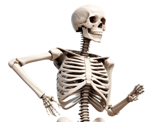 skeletal,skelemani,vintage skeleton,skeleltt,human skeleton,calcium,skeleton,boneparth,doot,skelid,skelly,spookily,skeletal structure,bone,osteoporosis,osteoporotic,spookiest,skelley,skeletons,spooking,Photography,General,Sci-Fi