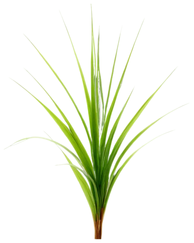 sweet grass plant,cyperus,ornamental grass,echinochloa,needlegrass,palm leaf,lomandra,pine needle,cordgrass,sea oat grass,elymus,wheat grass,grass fronds,cymbopogon,feather bristle grass,long grass,palm tree vector,eleocharis,citronella,paspalum,Illustration,Paper based,Paper Based 10