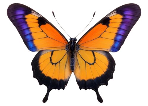 butterfly vector,butterfly background,butterfly clip art,orange butterfly,butterfly isolated,morphos,heliconius,euphydryas,ornithoptera,isolated butterfly,butterfly,french butterfly,heliconius hecale,polygonia,graphium,mariposa,ulysses butterfly,tropical butterfly,forewing,charaxes,Illustration,Vector,Vector 08