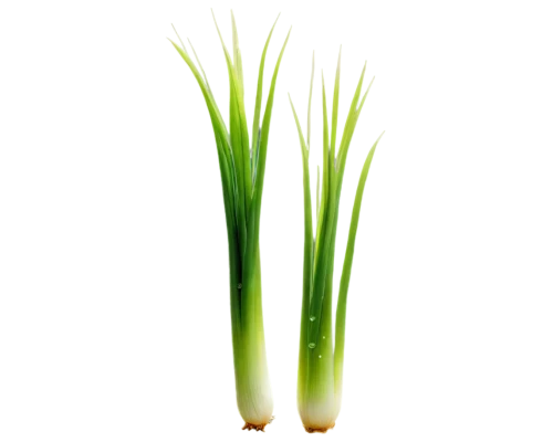 spring onion,cyperus,spring onions,sweet grass plant,equisetum,grape-grass lily,scallions,grass lily,citronella,echinochloa,celery stalk,eleocharis,wheat grass,wheat germ grass,wheatgrass,green asparagus,lomandra,sea oat grass,scallion,cymbopogon,Art,Classical Oil Painting,Classical Oil Painting 38