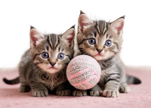 easter eggs,baby cats,valleycats,kittens,hairballs,colored eggs,cats playing,boules,painted eggs,easter eggs brown,kits,georgatos,easter rabbits,egg hunt,piccoli,fresh eggs,easter basket,bowling balls,stripe balls,blue eggs,Illustration,Vector,Vector 21