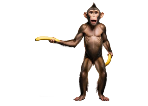 monkey god,macaca,macaque,hominick,hominoid,satyr,monkey banana,barbary monkey,evolutionist,palaeopropithecus,primitive person,ardipithecus,neanderthalensis,mammalogist,hominid,australopithecine,floresiensis,simian,hominin,paleoindian,Illustration,Paper based,Paper Based 04