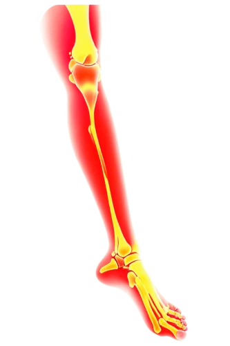 leg bone,osteoarthritis,osteoporotic,metatarsus,hindlimb,ulna,tibia,thighbone,sesamoid,osteocalcin,ligamentum,osteomalacia,gastrocnemius,artificial joint,musculoskeletal,fibular,leg,soleus,vastus,orthophosphate,Illustration,Abstract Fantasy,Abstract Fantasy 11