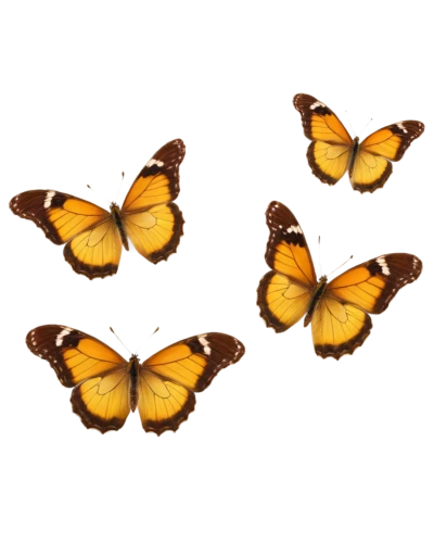 butterfly vector,mariposas,euphydryas,butterfly background,dryas julia,orange butterfly,butterfly clip art,dryas iulia,papillons,butterfly isolated,garridos,butterflies,antheraea,melitaea,dryas,boloria,monarchs,lycaena phlaeas,flowers png,polygonia,Art,Artistic Painting,Artistic Painting 06