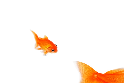 goldfish,koi,playfish,gold fish,guardfish,nemo,koi fish,snapfish,swordtail,fish in water,koi pond,garrison,foxface fish,two fish,seaquarium,garridos,fishkind,fish,koi carps,small fish,Art,Artistic Painting,Artistic Painting 28