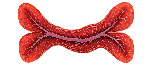 duodenum,ercp,duodenal,hypopharynx,gastrectomy,aorta,enterocolitis,pancreas,diverticulitis,esophagus,esophagitis,oropharyngeal,ileum,mediastinum,hyperparathyroidism,velopharyngeal,hypercholesterolemia,esophageal,gastroesophageal,inguinal,Illustration,Retro,Retro 17