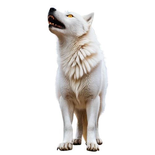 atka,howling wolf,white dog,white wolves,white fox,samoyedic,wolfed,graywolf,european wolf,wolf,wolfdog,wolpaw,howl,wolfsangel,inu,wolffian,samoyed,malamutes,huskie,gray wolf,Illustration,Abstract Fantasy,Abstract Fantasy 03