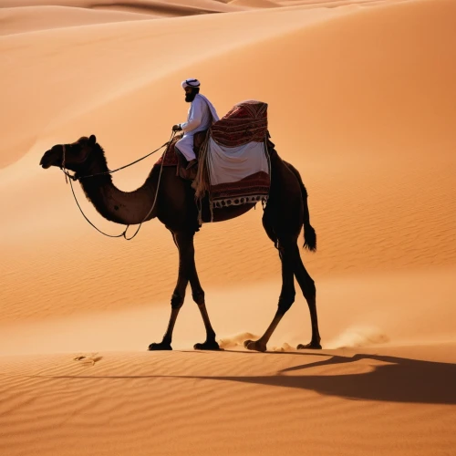 dromedary,tuareg,shadow camel,male camel,dromedaries,tuaregs,semidesert,libyan desert,camel caravan,merzouga,deserto,benmerzouga,sahara desert,sahara,camel,capture desert,camels,camelride,desertlike,arabian,Photography,Documentary Photography,Documentary Photography 10