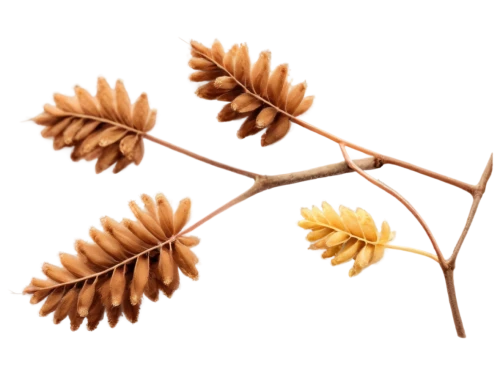 pine cone ornament,palm tree vector,wreath vector,spikelets,leaf background,fir tree decorations,spring leaf background,leaf branch,conifer cones,pine branch,maple seeds,flowers png,fir cone,flower illustration,pinecone,spikelet,suspended leaf,chestnut leaf,maple branch,pine flower,Illustration,Paper based,Paper Based 08