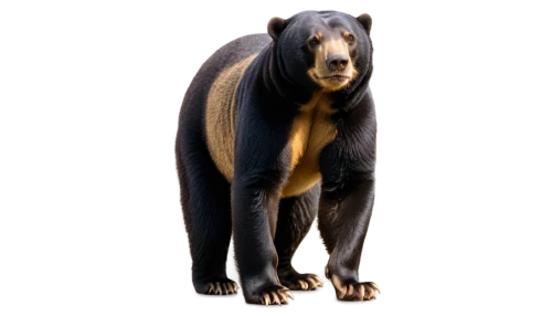 ursa,bear,gigantopithecus,great bear,bearlike,nordic bear,scandia bear,ursa major,bearse,megatherium,ursus,sloth bear,kulundu,bear bow,bearss,bearmanor,paleoindian,derivable,beorn,bear guardian,Illustration,Retro,Retro 04