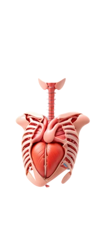 atrioventricular,tavr,pericardial,cardiovascular,paraventricular,ventricle,supraventricular,cardioverter,ventricular,mediastinal,pericardium,subclavian,medical symbol,cardiothoracic,endocardial,atrial,tetralogy,cardiopulmonary,cardiomyopathy,septal,Photography,General,Sci-Fi