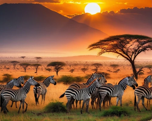 serengeti,africa,samburu,plains zebra,tsavo,giraffes,east africa,zambezian,etosha,afrika,afrique,manyara,conservancies,tingatinga,matabeleland,mambazo,kenya africa,africano,afric,safaris,Photography,General,Natural