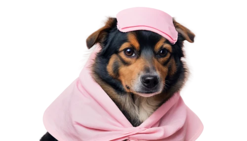 oberweiler,pinscher,dog coat,sausages in a dressing gown,female dog,babushka,barka,dog photography,pembe,canine rose,animals play dress-up,hoodwinking,barkus,troja,pinkola,kunigunde,dogana,burqin,pink background,dog clothes,Illustration,Abstract Fantasy,Abstract Fantasy 16