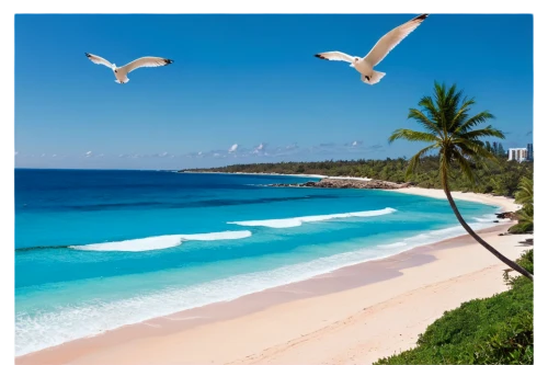 beautiful beaches,lakshadweep,dream beach,caribbean beach,beautiful beach,white sandy beach,white sand beach,antilles,paradises,paradise beach,beach landscape,palmbeach,tropical beach,barbados,bird island,mustique,caribbean sea,cayard,caribbean,beach scenery,Conceptual Art,Oil color,Oil Color 18