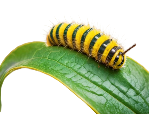 swallowtail caterpillar,butterfly caterpillar,pupate,pupation,caterpillar,caterpillars,pupating,pupates,pupal,oak sawfly larva,aaa,sawfly,monarchia,butterfly pupae,trilobyte,aaaa,collembola,sawflies,budworm,vespula,Conceptual Art,Daily,Daily 05