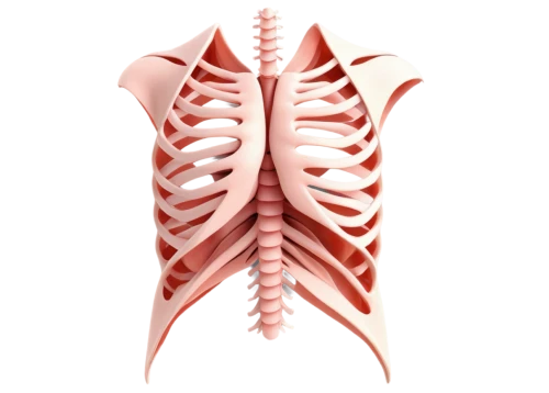 bronchial,rib cage,expiratory,respiratory,thoracic,trapezius,mediastinum,tachypnea,ribcage,mediastinal,pulmonic,pneumothorax,pectoralis,pulmonary,subclavian,medical illustration,pleuropneumonia,microcirculation,lungs,pleurisy,Art,Classical Oil Painting,Classical Oil Painting 36