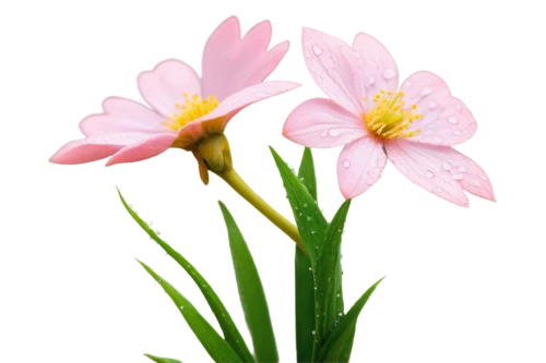 zephyranthes,flowers png,flower background,stamens,flower wallpaper,cosmea,grass lily,lily flower,pink daisies,flower of water-lily,water flowers,flower water,flower illustrative,spring flower,wood daisy background,pond flower,iridaceae,spring background,flowerdew,crepis,Conceptual Art,Oil color,Oil Color 11