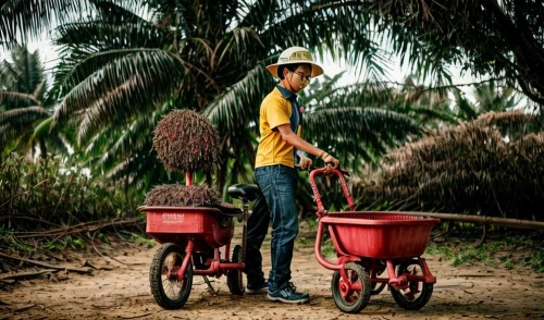 paddy harvest,palmoil,laborer,straw cart,handcart,pushcarts,trishaw,rspo,agribusinessman,hand cart,wheelbarrows,ladang,pushcart,canemaker,tansil,straw carts,farmboy,bale cart,petani,forest workers