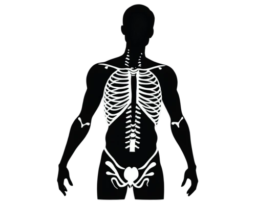 mouse silhouette,skeletal,human skeleton,radiograph,silhouette of man,anatomidae,skeleton,xray,rib cage,man silhouette,mermaid silhouette,female silhouette,exogastric,on a transparent background,sternum,scoliosis,skeletal structure,ballroom dance silhouette,mermaid skeleton,aortas,Illustration,Black and White,Black and White 31