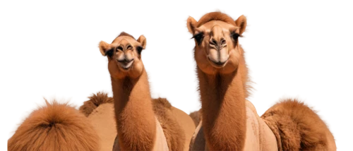 camelids,dromedaries,camels,camelid,przewalski's horse,caballos,alpacas,sauros,arabians,guanaco,two-humped camel,equines,horgos,camelopardalis,male camel,vicuna,lamas,arabian horses,camelus,camel train,Photography,Documentary Photography,Documentary Photography 15