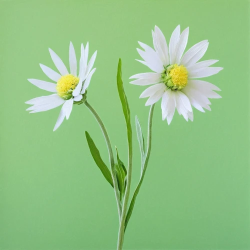 minimalist flowers,leucanthemum,flowers png,white daisies,white cosmos,leucanthemum maximum,marguerite daisy,shasta daisy,white chrysanthemum,the white chrysanthemum,common daisy,pyrethrum,australian daisies,white chrysanthemums,ox-eye daisy,wood daisy background,daisy flowers,perennial daisy,margueritte,korean chrysanthemum,Photography,Fashion Photography,Fashion Photography 25