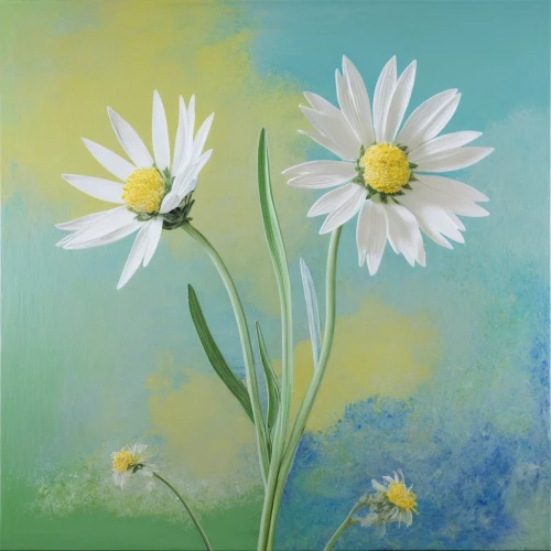 white daisies,marguerite daisy,daisies,margueritte,australian daisies,daisy flowers,flower painting,white cosmos,oxeye daisy,marguerite,blue daisies,barberton daisies,marguerita,leucanthemum,common daisy,daisy flower,margriet,pyrethrum,gerbera daisies,sun daisies,Photography,Fashion Photography,Fashion Photography 25