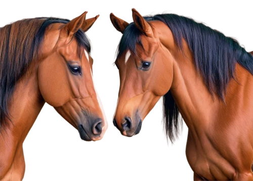 equines,beautiful horses,arabian horses,horses,quarterhorses,racehorses,equine,arabians,horse horses,bay horses,equine half brothers,caballos,equids,clydesdales,wild horses,horse heads,mares,horse herd,broodmares,warmbloods,Illustration,Children,Children 03