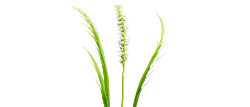 sweet grass plant,wheat germ grass,green wheat,wheat grass,spikelets,aegilops,equisetum,citronella,grape-grass lily,spring onion,sea oat grass,grass lily,echinochloa,feather bristle grass,ornamental grass,panicum,foxtail barley,cyperus,elymus,agropyron,Photography,Artistic Photography,Artistic Photography 01