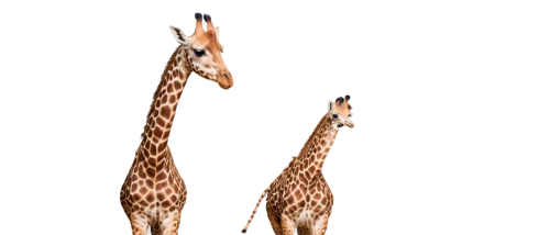two giraffes,giraffes,giraffa,giraffe,melman,necks,kemelman,gazella,cheeta,serengeti,giraffe head,tridents,long necked,fractalius,cheetor,softspikes,safari,bengalensis,sedges,animal mammal,Illustration,Paper based,Paper Based 18