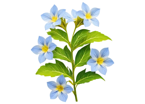 dayflower,flowers png,mountain bluets,flower wallpaper,flower background,starflower,blue flower,blu flower,gentians,blue flowers,blue daisies,commelina,chionodes,gentian,blue petals,wood daisy background,butterwort,spineflower,windflower,myosotis,Conceptual Art,Daily,Daily 21