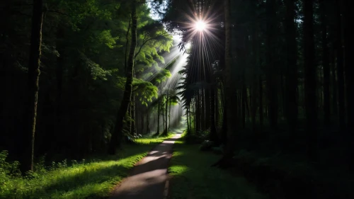 germany forest,forest road,forest path,pine forest,coniferous forest,bavarian forest,green forest,forest walk,fir forest,spruce forest,forested,wald,holy forest,tree lined path,forest,forestland,forest background,finnish forest,light rays,foresta