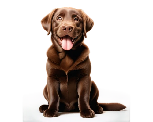 chocolate lab,chocolate labrador,labrador retriever,labrador,dog illustration,brown dog,dog drawing,retriever,weimaraner,german longhaired pointer,pet portrait,dog angel,labradors,vizsla,bloodhound,dog pure-breed,doberman,dog breed,labrada,dog cartoon,Photography,Artistic Photography,Artistic Photography 15