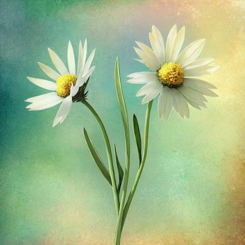 marguerite daisy,margueritte,coneflowers,wood daisy background,daisy flowers,white daisies,oxeye daisy,daisies,flower painting,shasta daisy,flower background,flower illustrative,daisy flower,minimalist flowers,leucanthemum,flower wallpaper,flower art,australian daisies,common daisy,marguerite,Illustration,Realistic Fantasy,Realistic Fantasy 15