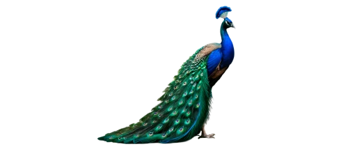 peacock,peafowl,peacock feather,peacock feathers,male peacock,fairy peacock,indian peafowl,trimeresurus,blue peacock,peacocks carnation,guatemalan quetzal,apophysis,heacock,quetzal,celestina,peafowls,elegans,sirena,mermaid tail,teal digital background,Conceptual Art,Fantasy,Fantasy 06