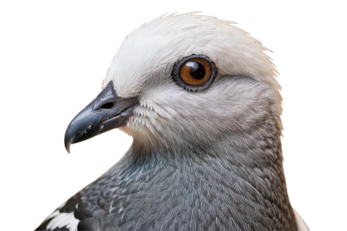 white grey pigeon,cockatoo,cacatua,perico,bird png,kulu,melanoleuca,silver seagull,white pigeon,field pigeon,bird pigeon,columbidae,pigeon,speckled pigeon,araucana,pigeon scabiosis,galliformes,kagu,domestic pigeon,wild pigeon,Photography,Documentary Photography,Documentary Photography 29